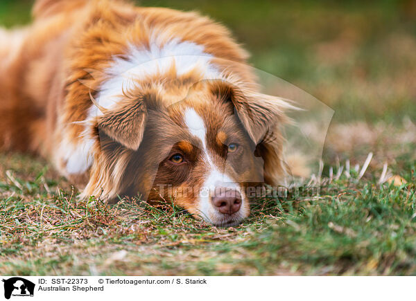 Australian Shepherd / Australian Shepherd / SST-22373