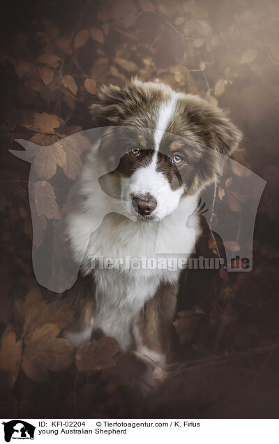 junger Australian Shepherd / young Australian Shepherd / KFI-02204