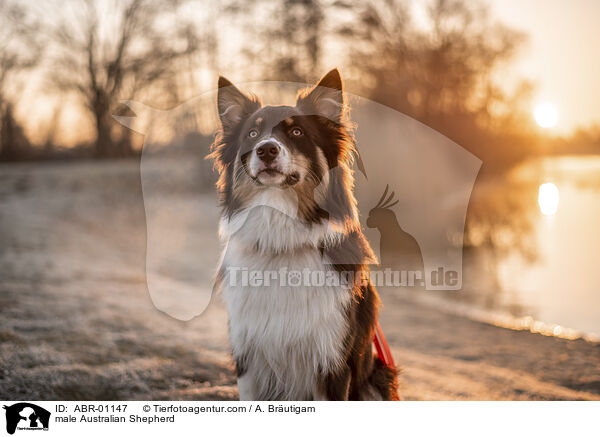 Australian Shepherd Rde / male Australian Shepherd / ABR-01147