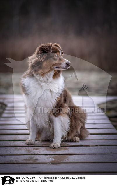 Australian Shepherd Hndin / female Australian Shepherd / DL-02250