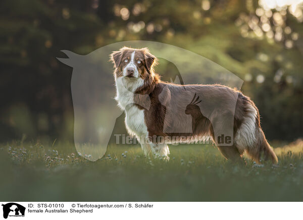 Australian Shepherd Hndin / female Australian Shepherd / STS-01010