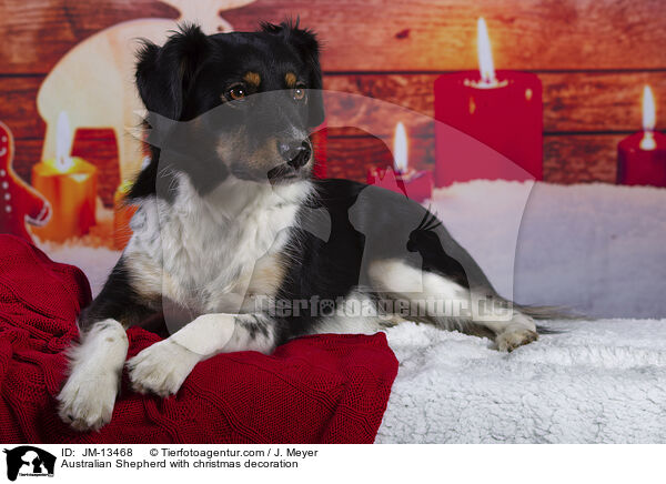 Australian Shepherd mit Weihnachtsdeko / Australian Shepherd with christmas decoration / JM-13468