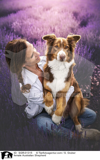 Australian Shepherd Hndin / female Australian Shepherd / SGR-01315