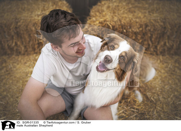 Australian Shepherd Rde / male Australian Shepherd / SGR-01335