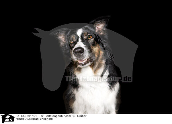 Australian Shepherd Hndin / female Australian Shepherd / SGR-01401