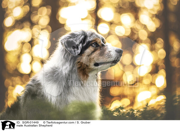 Australian Shepherd Rde / male Australian Shepherd / SGR-01449