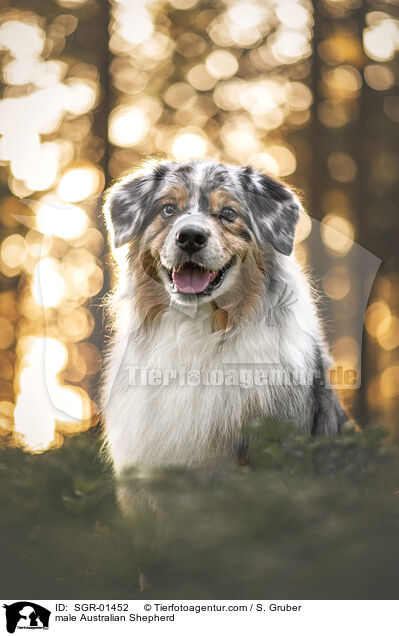 Australian Shepherd Rde / male Australian Shepherd / SGR-01452