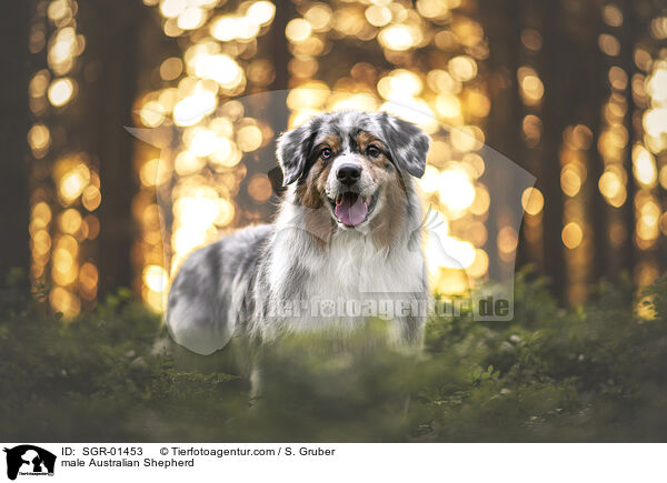 Australian Shepherd Rde / male Australian Shepherd / SGR-01453