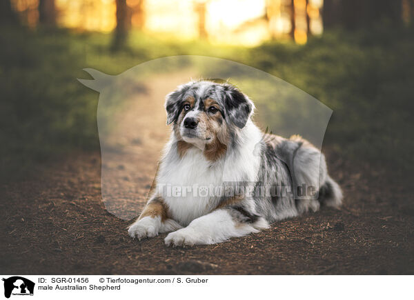 Australian Shepherd Rde / male Australian Shepherd / SGR-01456