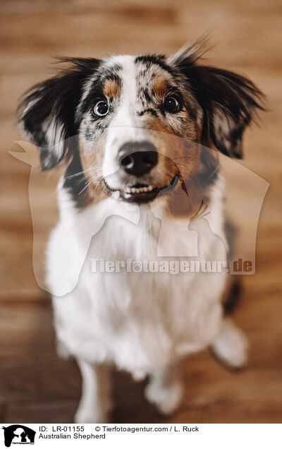 Australian Shepherd / Australian Shepherd / LR-01155