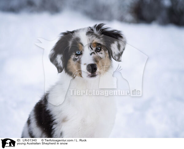 junger Australian Shepherd im Schnee / young Australian Shepherd in snow / LR-01340