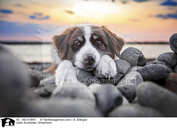 Australian Shepherd Rde / male Australian Shepherd / AE-01845