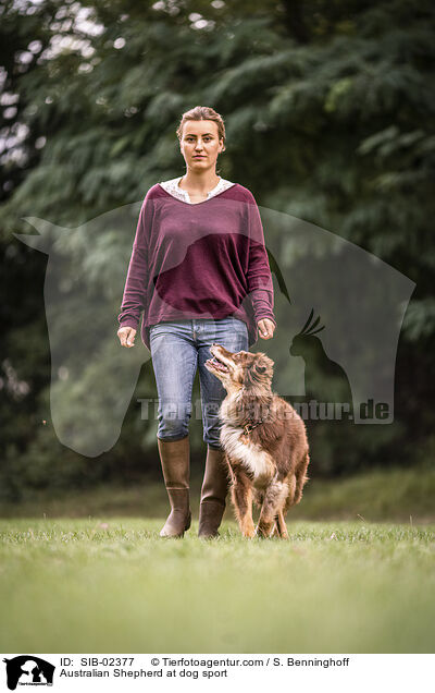 Australian Shepherd beim Hundesport / Australian Shepherd at dog sport / SIB-02377