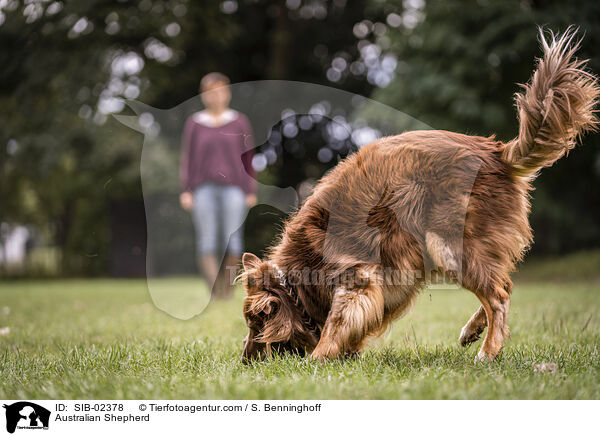 Australian Shepherd / Australian Shepherd / SIB-02378