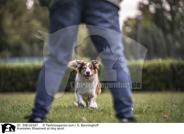 Australian Shepherd at dog sport / SIB-02397