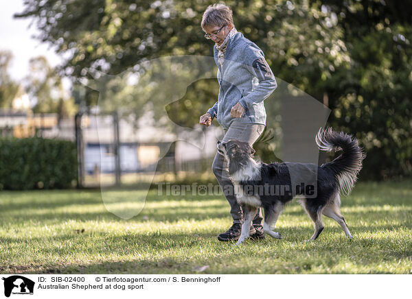 Australian Shepherd beim Hundesport / Australian Shepherd at dog sport / SIB-02400