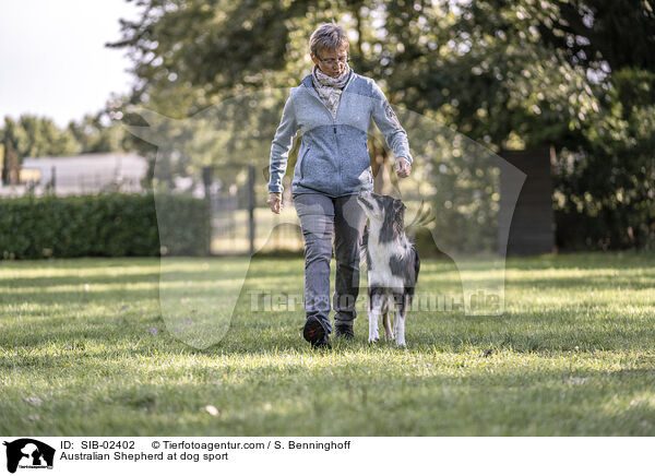 Australian Shepherd beim Hundesport / Australian Shepherd at dog sport / SIB-02402