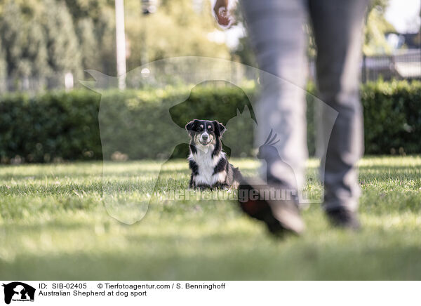 Australian Shepherd beim Hundesport / Australian Shepherd at dog sport / SIB-02405