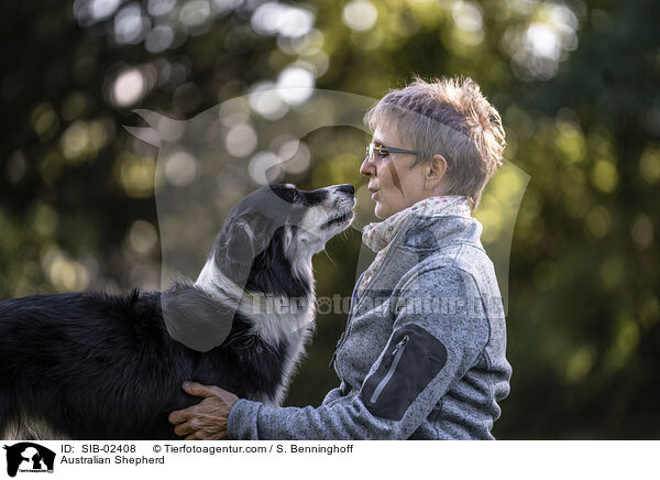 Australian Shepherd / SIB-02408