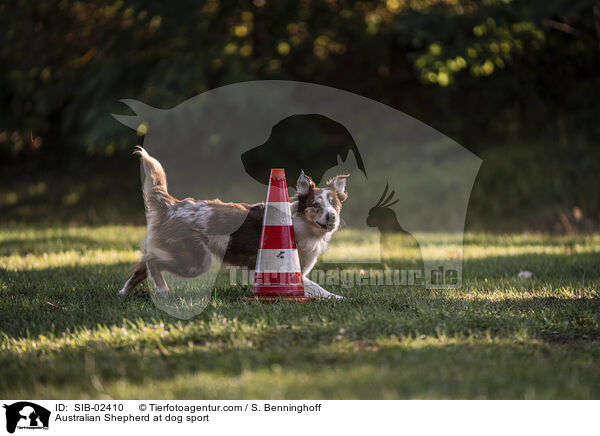 Australian Shepherd beim Hundesport / Australian Shepherd at dog sport / SIB-02410