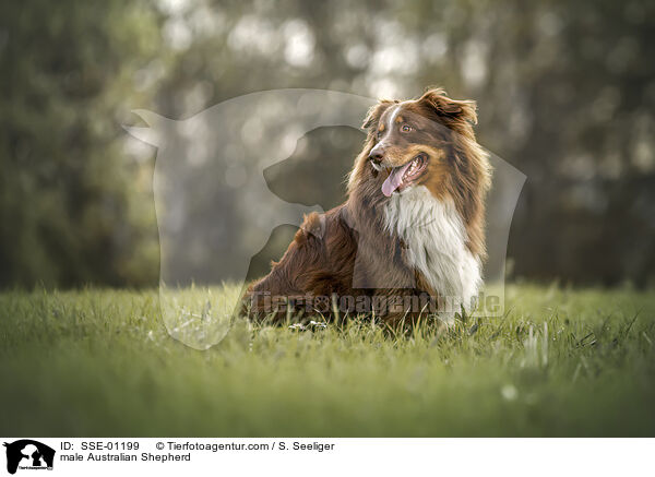 Australian Shepherd Rde / male Australian Shepherd / SSE-01199