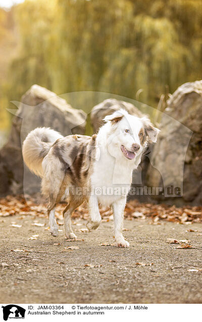 Australian Shepherd im Herbst / Australian Shepherd in autummn / JAM-03364