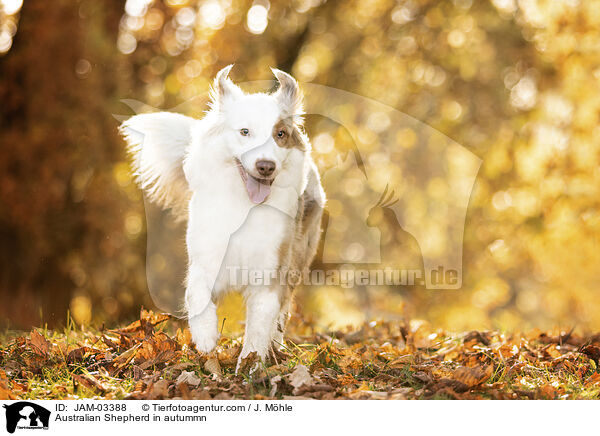 Australian Shepherd im Herbst / Australian Shepherd in autummn / JAM-03388