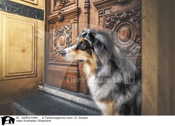 Australian Shepherd Rde / male Australian Shepherd / SGR-01499