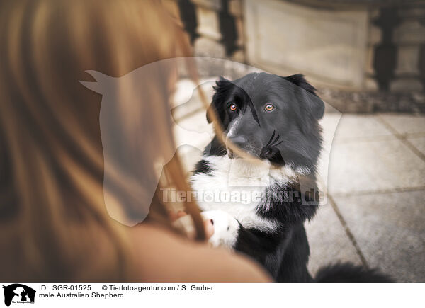 Australian Shepherd Rde / male Australian Shepherd / SGR-01525