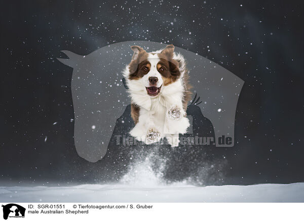 Australian Shepherd Rde / male Australian Shepherd / SGR-01551