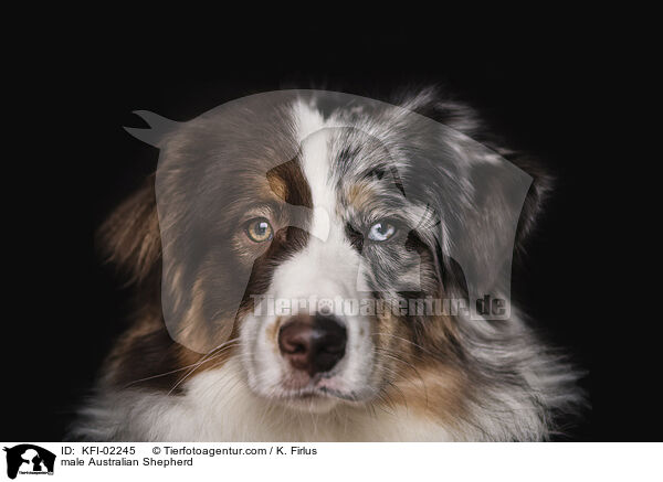 Australian Shepherd Rde / male Australian Shepherd / KFI-02245