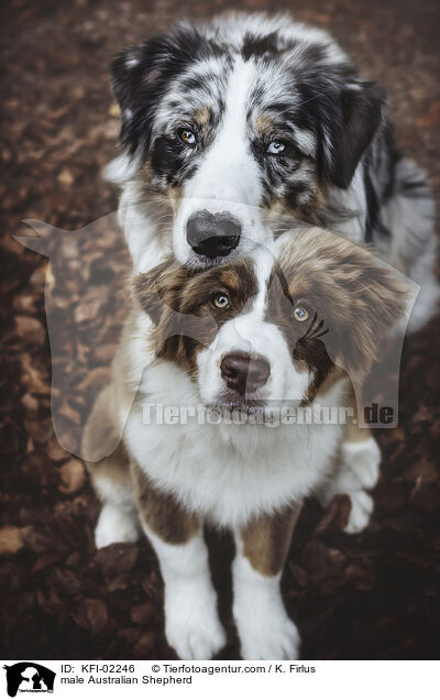 Australian Shepherd Rde / male Australian Shepherd / KFI-02246