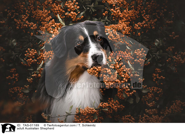 ausgewachsener Australian Shepherd / adult Australian Shepherd / TAS-01189