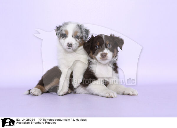 Australian Shepherd Welpen / Australian Shepherd Puppies / JH-28054