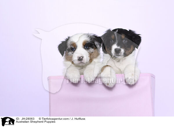 Australian Shepherd Welpen / Australian Shepherd Puppies / JH-28063