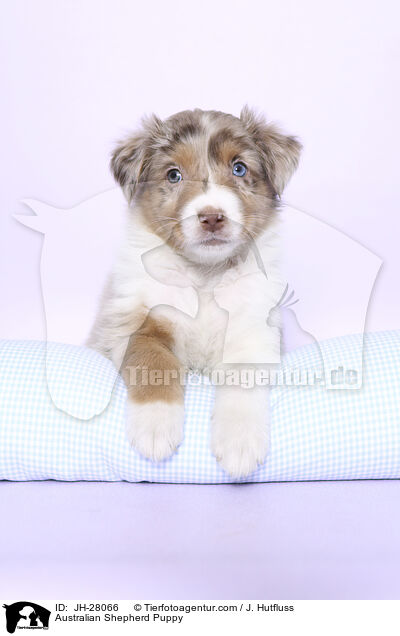 Australian Shepherd Welpe / Australian Shepherd Puppy / JH-28066