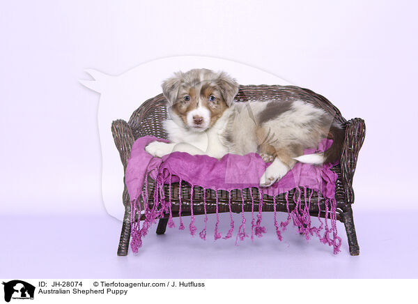 Australian Shepherd Welpe / Australian Shepherd Puppy / JH-28074