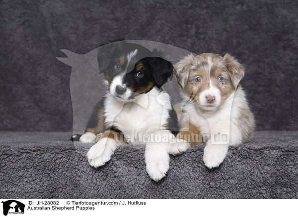 Australian Shepherd Welpen / Australian Shepherd Puppies / JH-28082