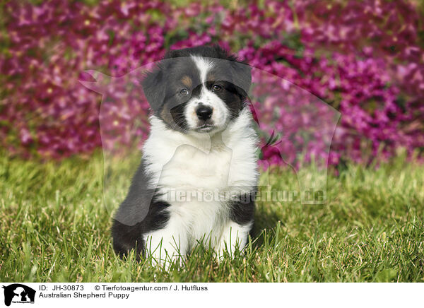 Australian Shepherd Welpe / Australian Shepherd Puppy / JH-30873