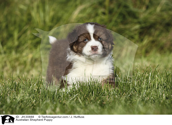 Australian Shepherd Welpe / Australian Shepherd Puppy / JH-30888