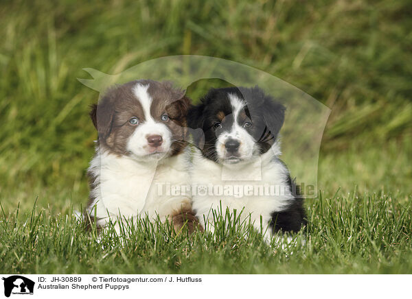 Australian Shepherd Welpen / Australian Shepherd Puppys / JH-30889