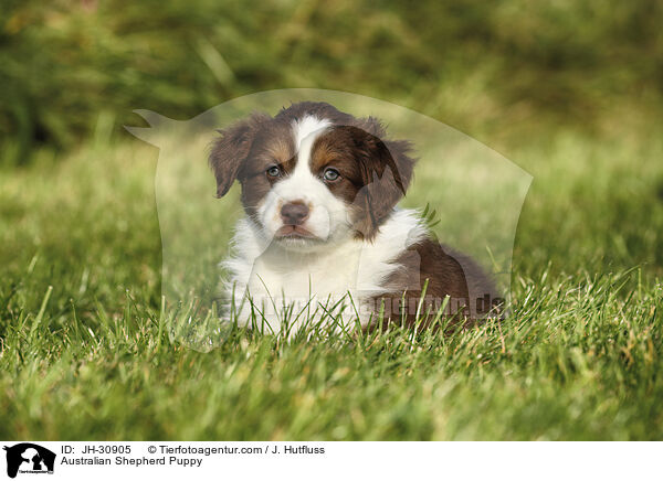 Australian Shepherd Welpe / Australian Shepherd Puppy / JH-30905