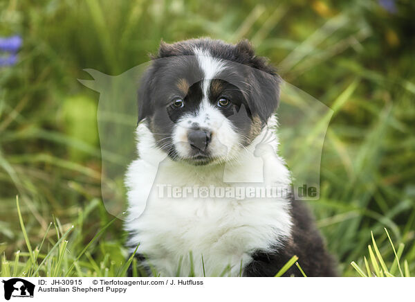 Australian Shepherd Welpe / Australian Shepherd Puppy / JH-30915