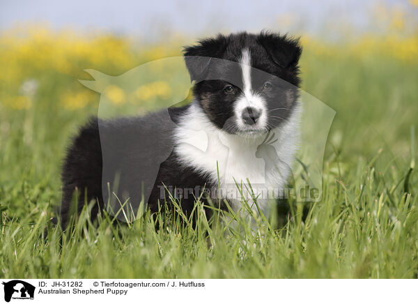 Australian Shepherd Welpe / Australian Shepherd Puppy / JH-31282