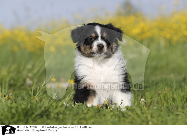 Australian Shepherd Welpe / Australian Shepherd Puppy / JH-31326