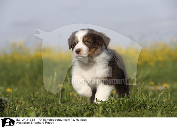 Australian Shepherd Welpe / Australian Shepherd Puppy / JH-31338