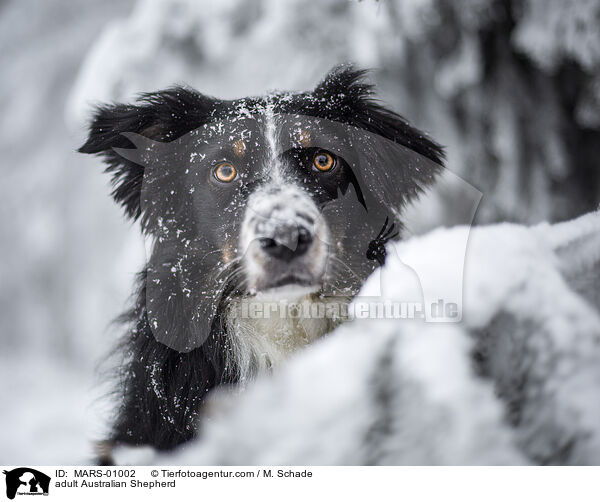 ausgewachsener Australian Shepherd / adult Australian Shepherd / MARS-01002