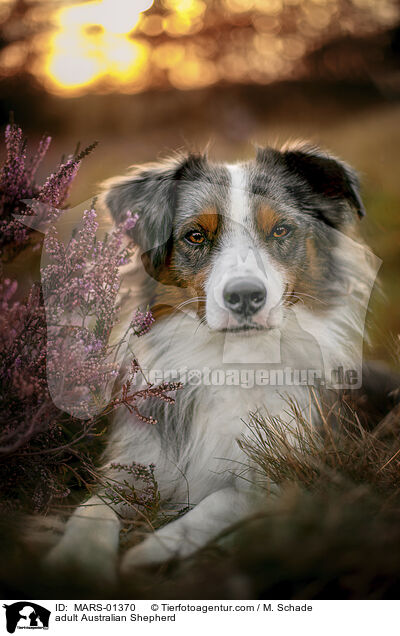 ausgewachsener Australian Shepherd / adult Australian Shepherd / MARS-01370