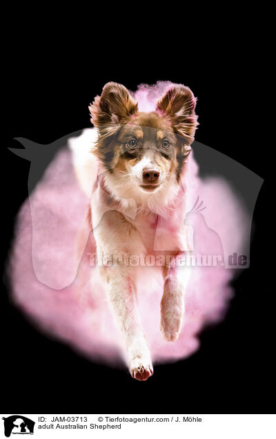 ausgewachsener Australian Shepherd / adult Australian Shepherd / JAM-03713