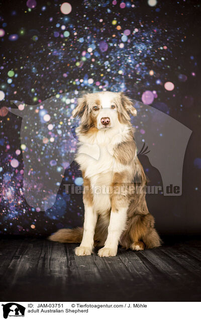 ausgewachsener Australian Shepherd / adult Australian Shepherd / JAM-03751